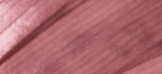 FAWN PINK