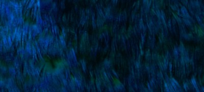BRIGHT PEACOCK