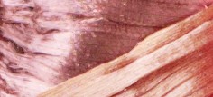 FAWN PINK