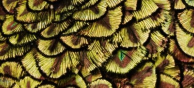 GOLDEN PEACOCK