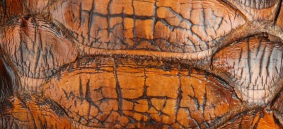 BRIGHT TORTOISESHELL