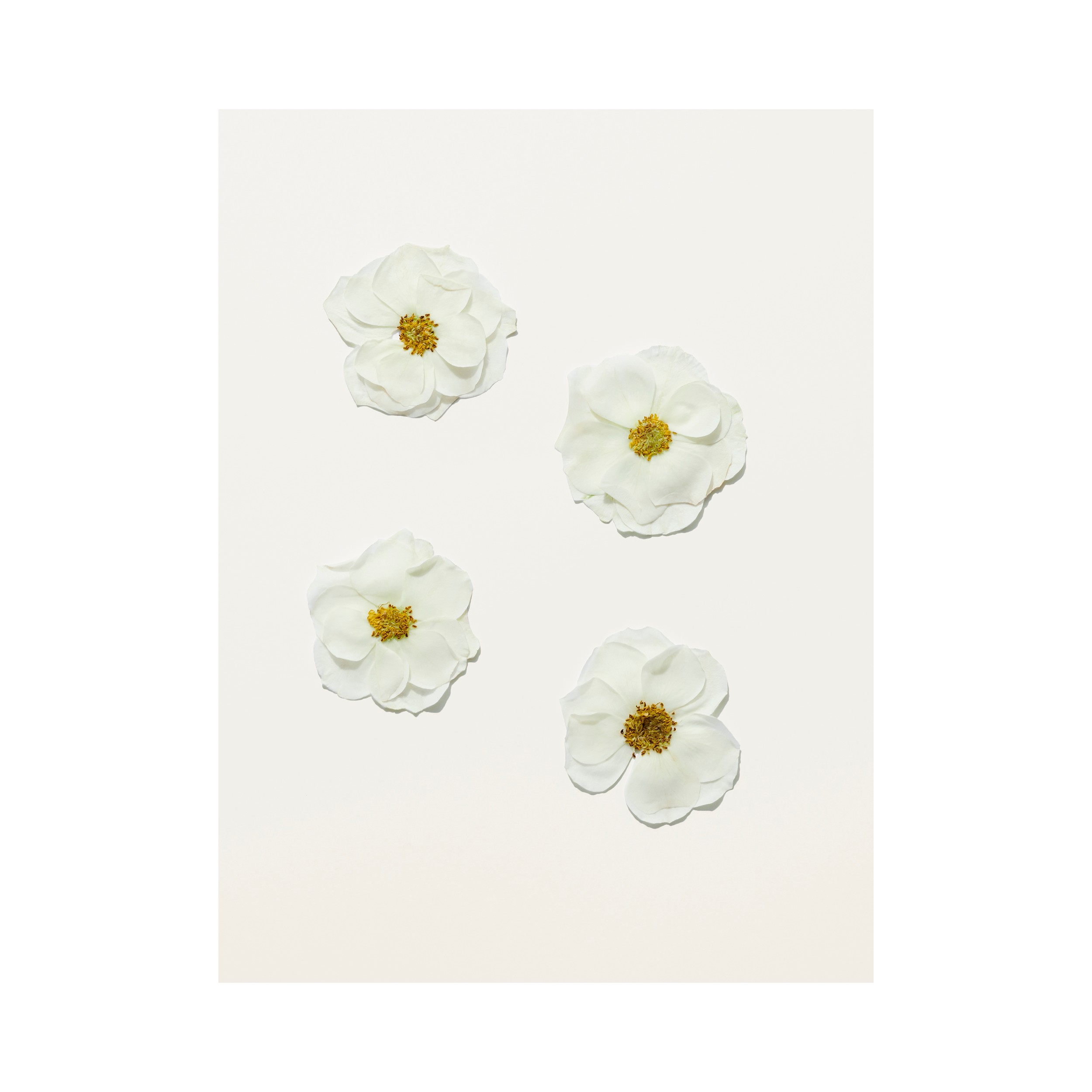 Her Blossom 博柏利花与她淡香水 100ml - 女士 | Burberry® 博柏利官网 - 3