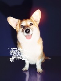 Corgi