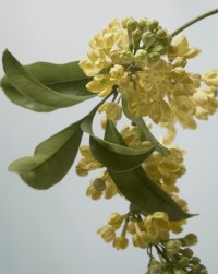 Burberry Signature Golden Haze Fragrances Scents, including marsh marigold.