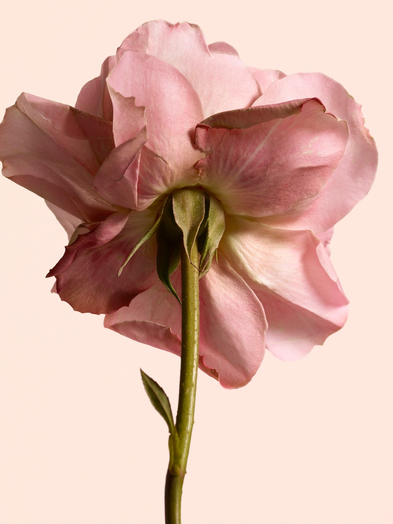 Burberry Signatures Eau de Parfum de 100 ml - Tudor Rose
