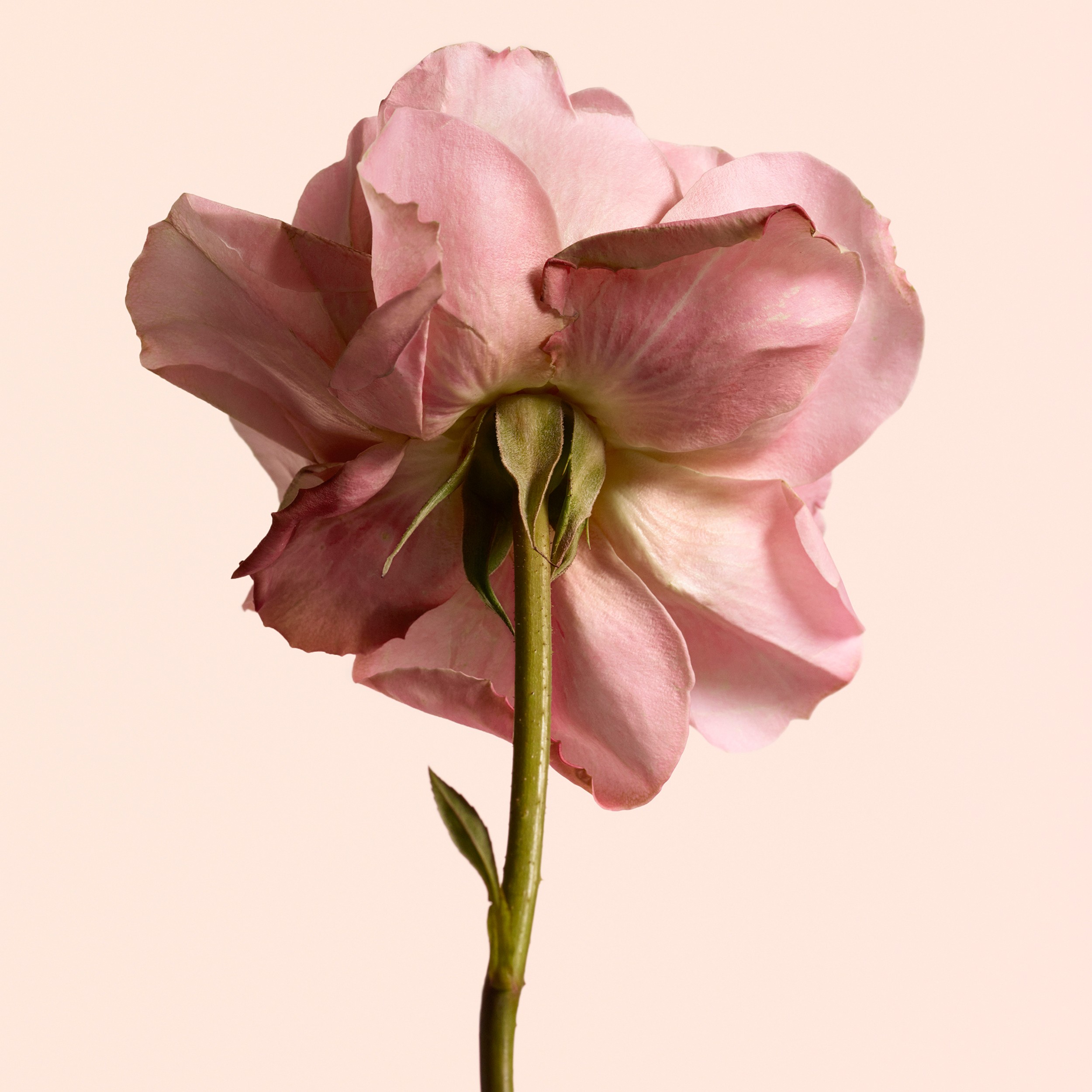 Burberry Signatures Tudor Rose Eau de Parfum 100 ml | Burberry® - 3