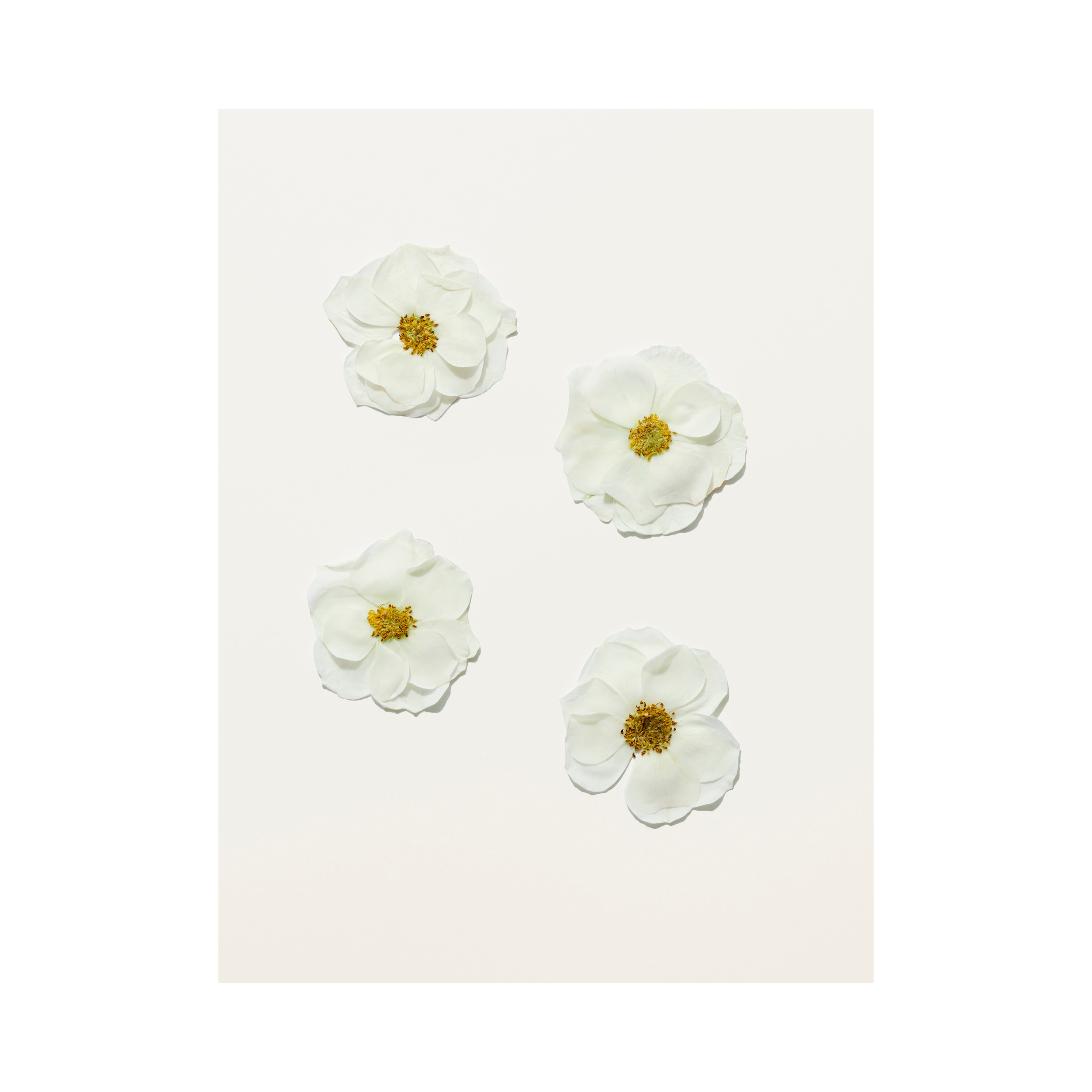 Her Blossom Eau de Toilette 50 ml - Mulheres | Burberry® oficial - 3