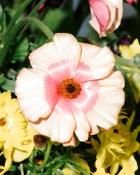 Shot of Flowers