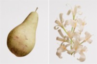 Split image shot of a pear on the left and flowers on the right