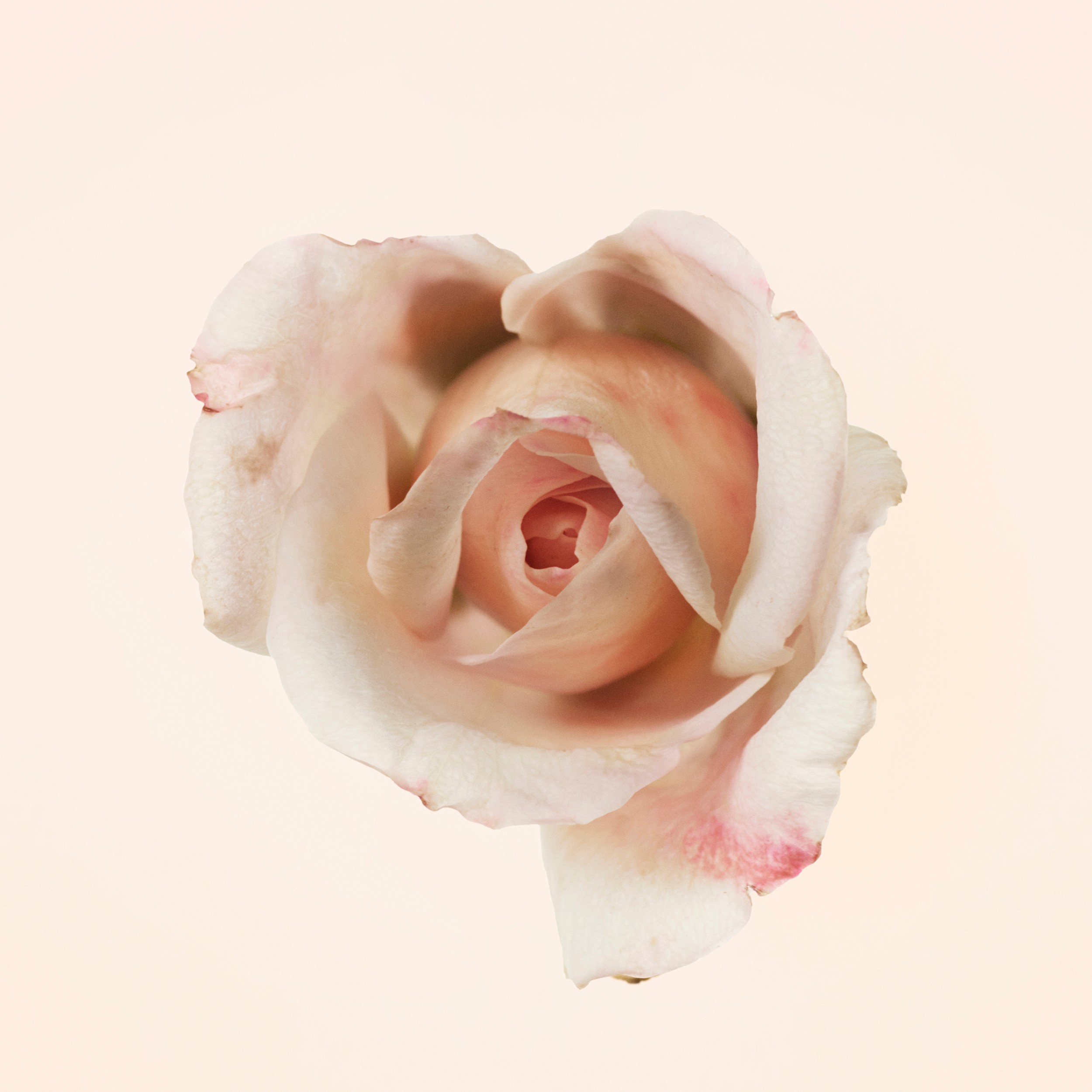 Burberry Signatures Garden Roses Eau de Parfum 100 ml | Sito ufficiale Burberry® - 4