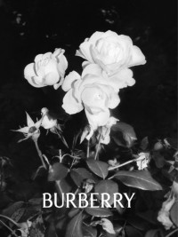Weiße Rosen von Burberry