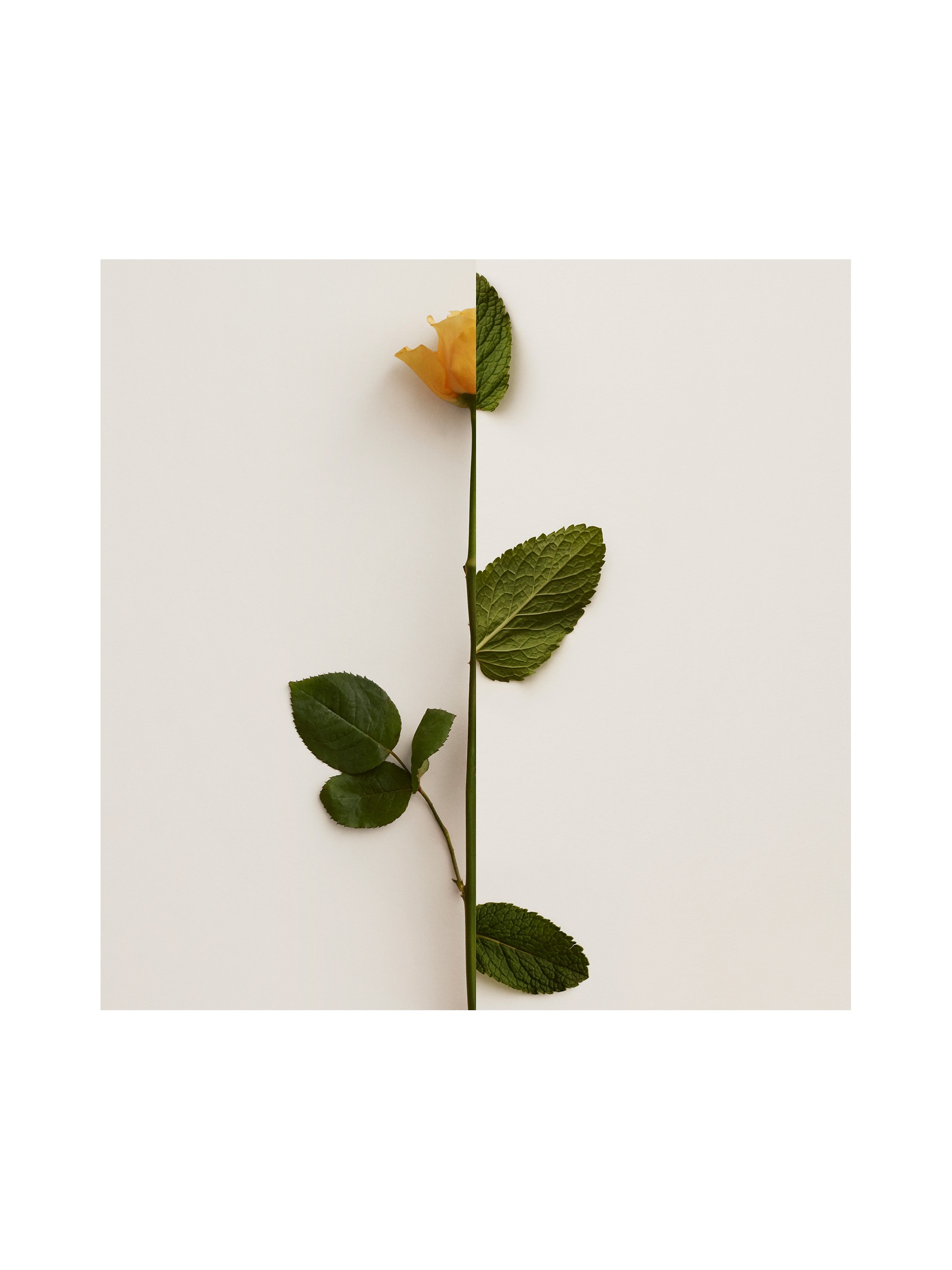 My Burberry Black 我的博柏利黑色香精 90ml 产品图片31