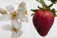 Split image shot of a flower on the left and strawberry on the right