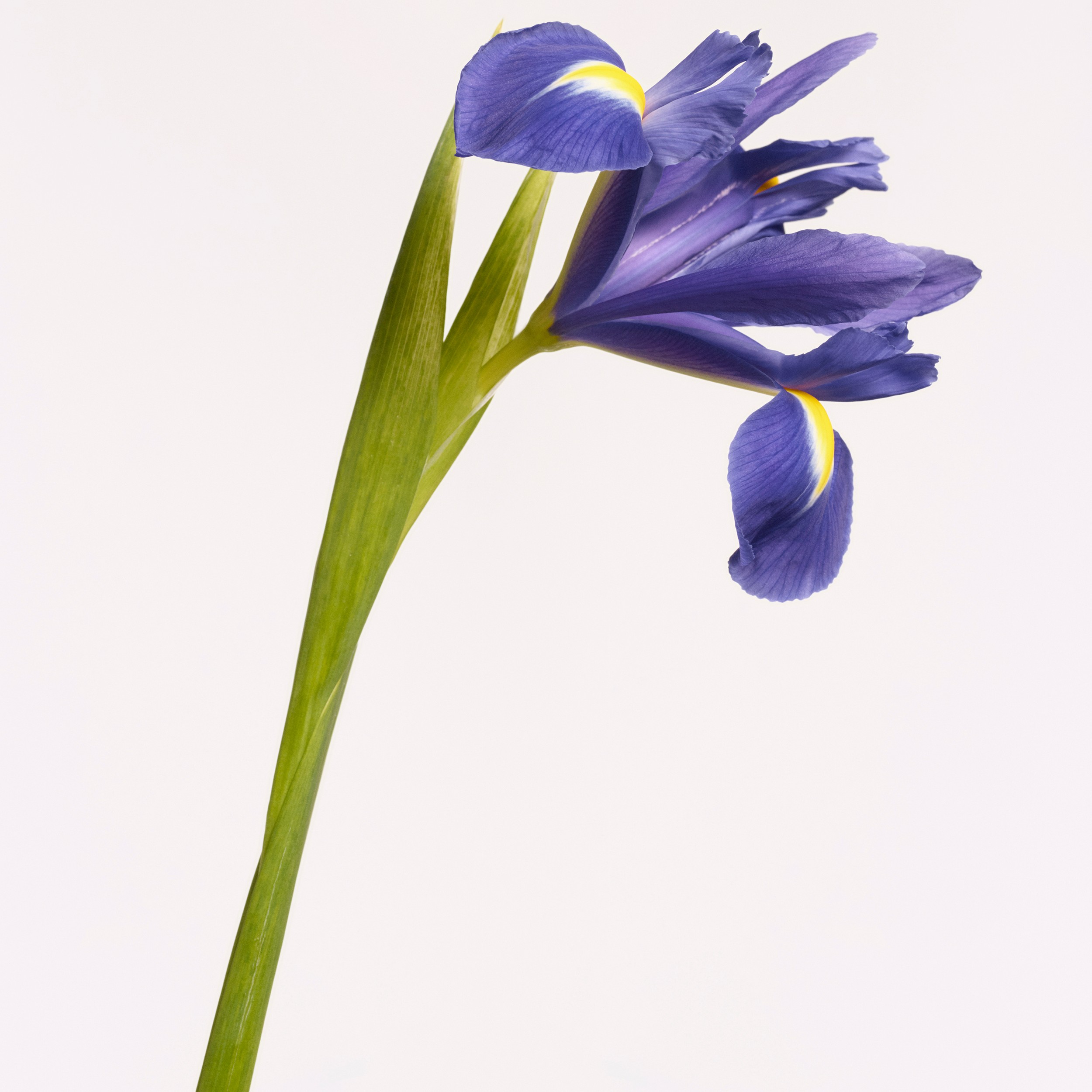 Burberry Signatures Hawthorn Bloom Eau de Parfum 100ml (100 Ml) | Burberry® oficial - 4
