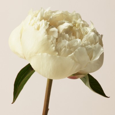 burberry her london dream 100ml