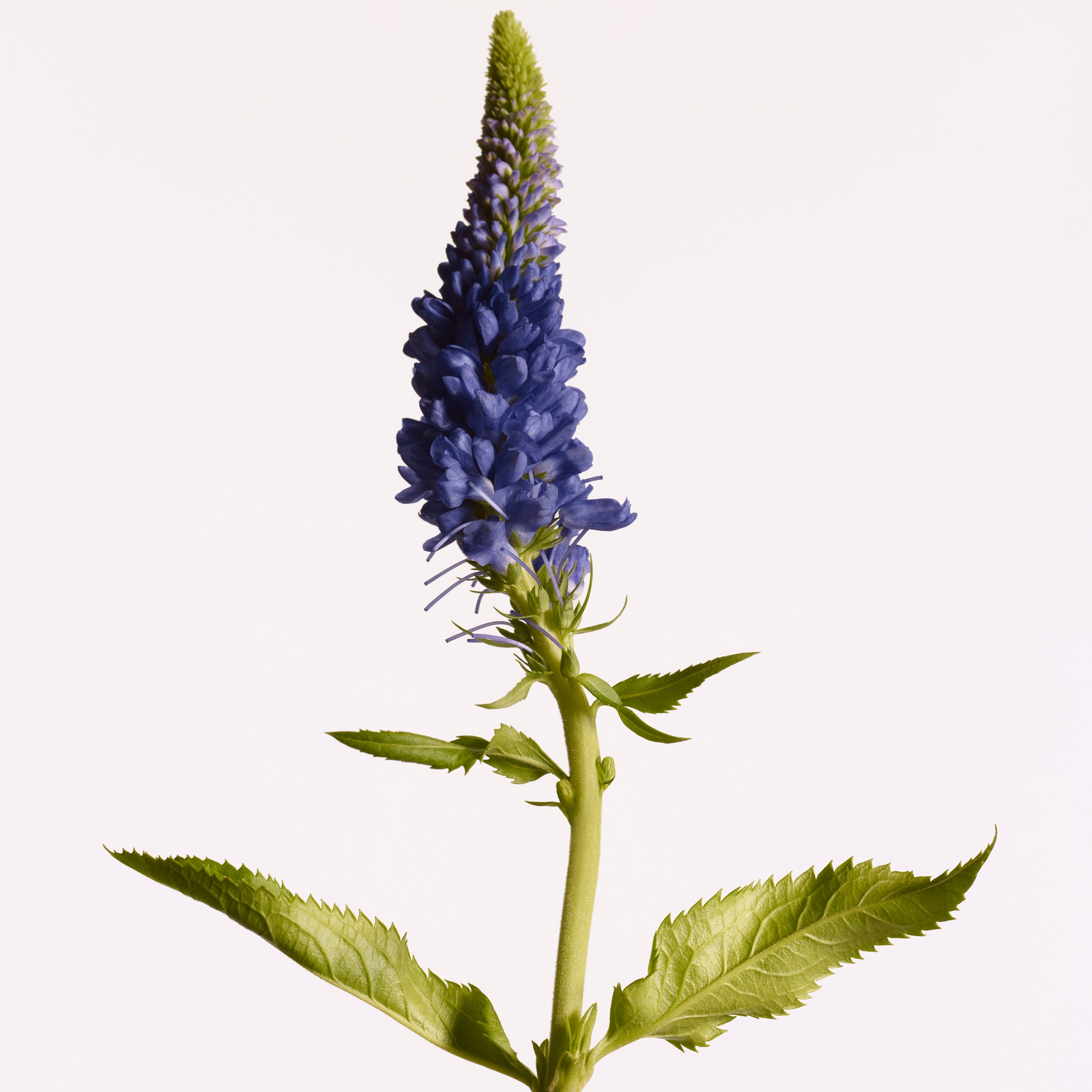 Burberry Signatures Hawthorn Bloom Eau de Parfum 100 ml | Burberry® - 4