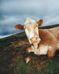 Vaca marrón y blanca acostada en un prado para la campaña invierno 2023