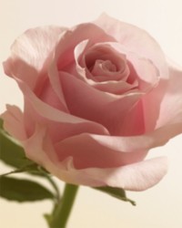 Burberry Signature Rose Ember Fragrances Scents, including rose, saffron, and sandalwood notes. 