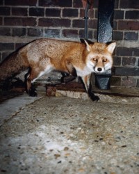 Brand 01-Kampagne mit einem britischen Fuchs