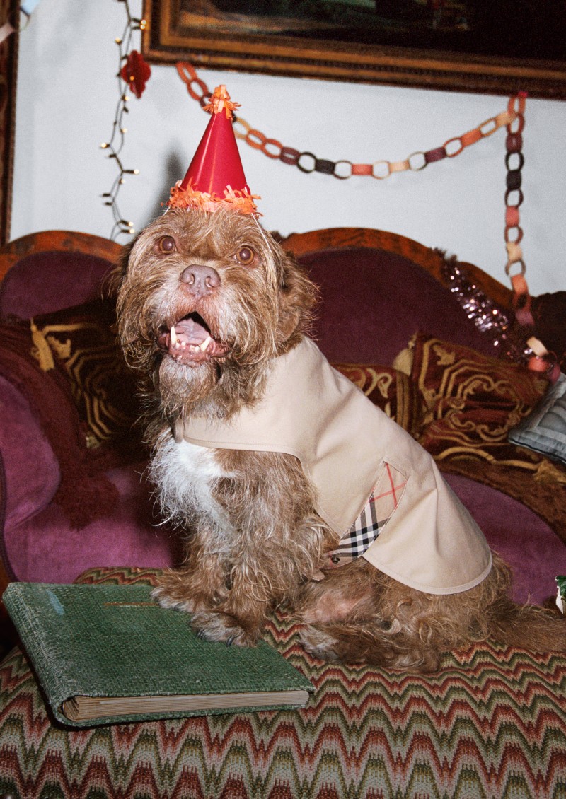 Burberry Festive Campaign featuring a dog wearing the check Dog Coat in archive beige. 