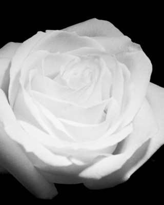 Vídeo "Uma nova expressão" com uma rosa branca