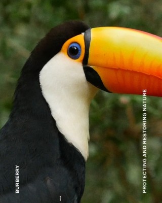 Toucan