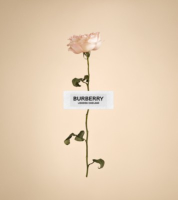 burberry sign