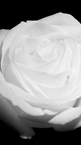 Vídeo "Uma nova expressão" com uma rosa branca
