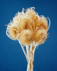Flores de cardo secas
