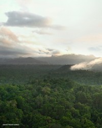 Tree tops