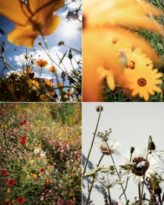 Imagen de cuatro flores