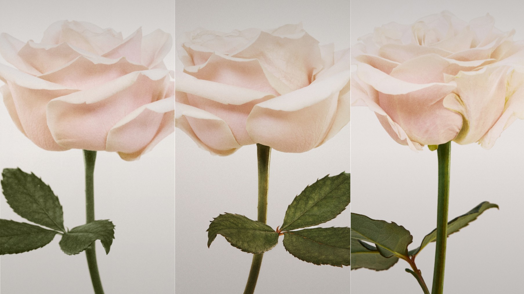 burberry supports the fight br>against covid-19